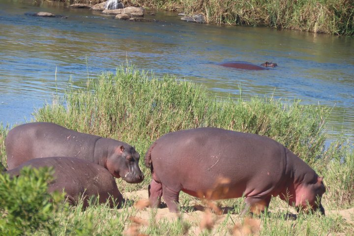 Full Day Kruger Safari Open Vehicle - Photo 1 of 18